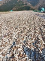 Sắn lát khô/ Dried cassava slices - Ảnh 4