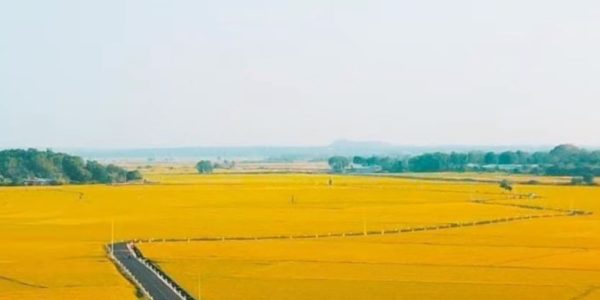 Lúa mì Thăng Long 0813365556